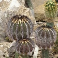 Uebelmannia pectinifera