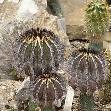 Uebelmannia pectinifera