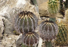 Uebelmannia pectinifera