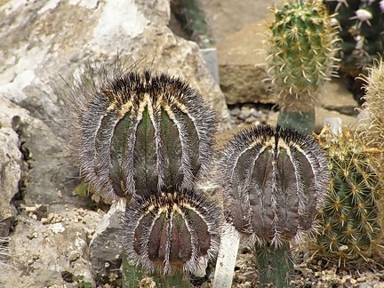 Uebelmannia pectinifera