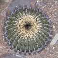 Uebelmannia pectinifera v pseudopectinifera