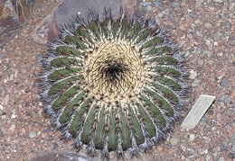 Uebelmannia pectinifera v pseudopectinifera