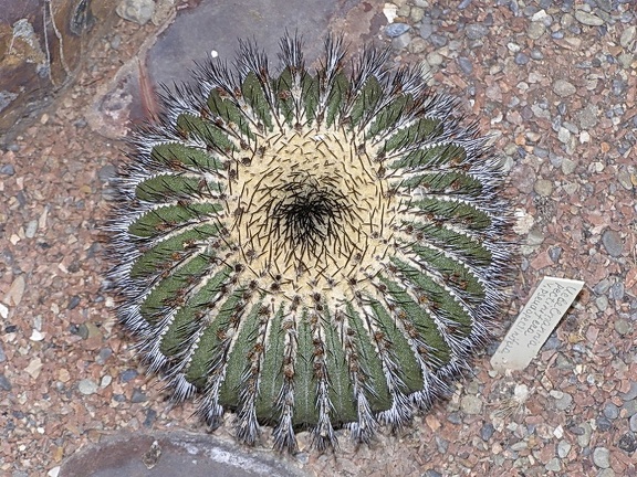 Uebelmannia pectinifera v pseudopectinifera