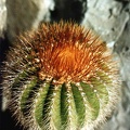 Uebelmannia pectinifera v. aurea