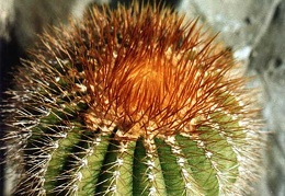 Uebelmannia pectinifera v. aurea