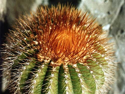 Uebelmannia pectinifera v. aurea