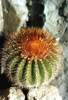 Uebelmannia pectinifera v. aurea