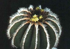 Uebelmannia pseudopectinifera