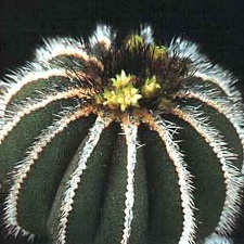 Uebelmannia pseudopectinifera
