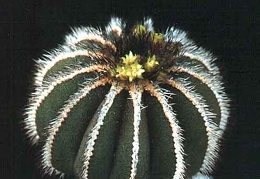 Uebelmannia pseudopectinifera