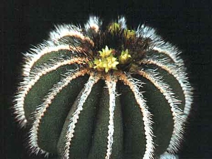 Uebelmannia pseudopectinifera