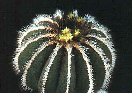 Uebelmannia pseudopectinifera