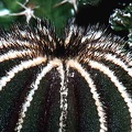 Uebelmannia pseudopectinifera