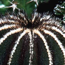 Uebelmannia pseudopectinifera
