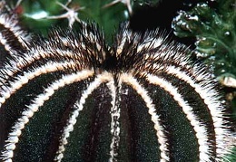 Uebelmannia pseudopectinifera