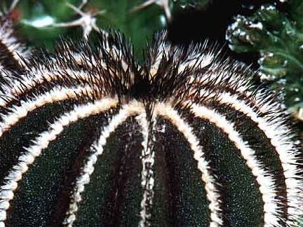 Uebelmannia pseudopectinifera