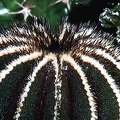 psendopectintera2.jpg