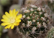 Weingartia platygona Der FG