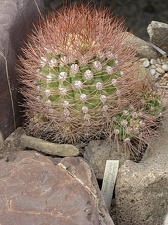 Weingartia pylcomayonensis