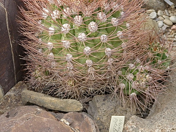 Weingartia pylcomayonensis