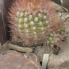 Weingartia pylcomayonensis