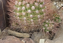 Weingartia pylcomayonensis