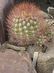 Weingartia pylcomayonensis