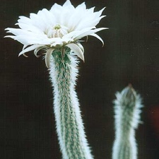 Wilcoxia albiflora