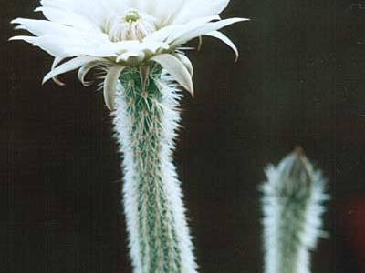 Wilcoxia albiflora