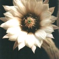 Wilcoxia albiflora2