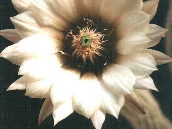 Wilcoxia albiflora2