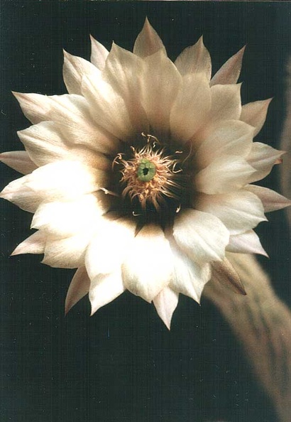 Wilcoxia_albiflora2.jpg