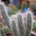 Wilcoxia schmollii