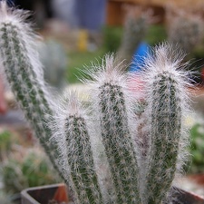 Wilcoxia schmollii