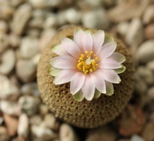 Yavia cryptocarpa Sob