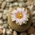 Yavia cryptocarpa Sob