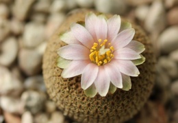 Yavia cryptocarpa Sob