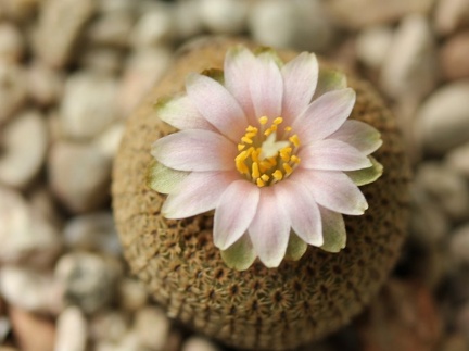 Yavia cryptocarpa Sob