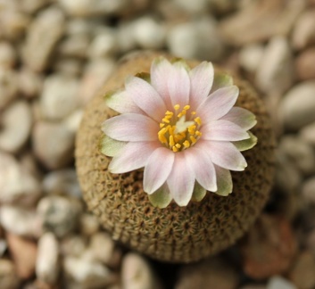 Yavia cryptocarpa Sob