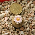 Yavia cryptocarpa Sob konkursnoe foto