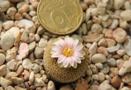 Yavia cryptocarpa Sob konkursnoe foto