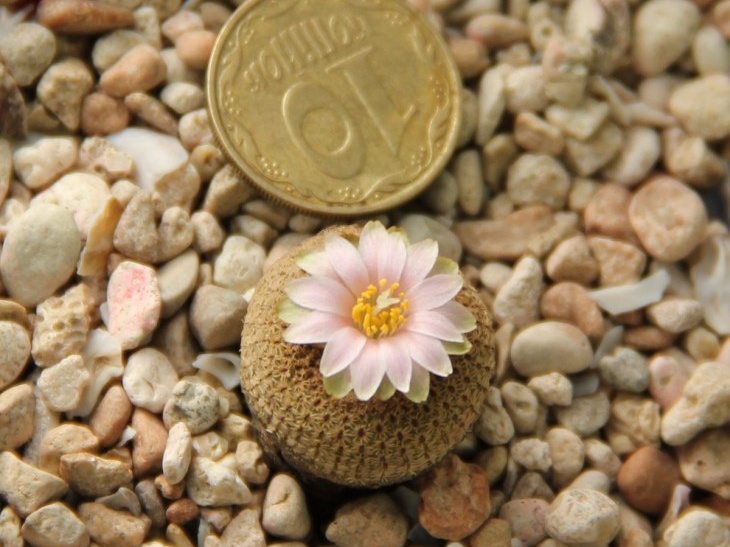 Yavia cryptocarpa Sob konkursnoe foto