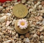 Yavia cryptocarpa Sob konkursnoe foto