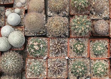 Коллекция Дмитрия Самогородского (г. Кременчуг)