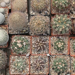 Фото коллекции Дмитрия Самогородского (г. Кременчуг)