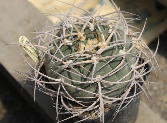 Коллекция Дмитрия Самогородского (г. Кременчуг)