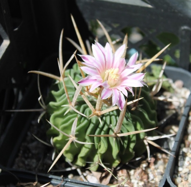 Коллекция Дмитрия Самогородского (г. Кременчуг)