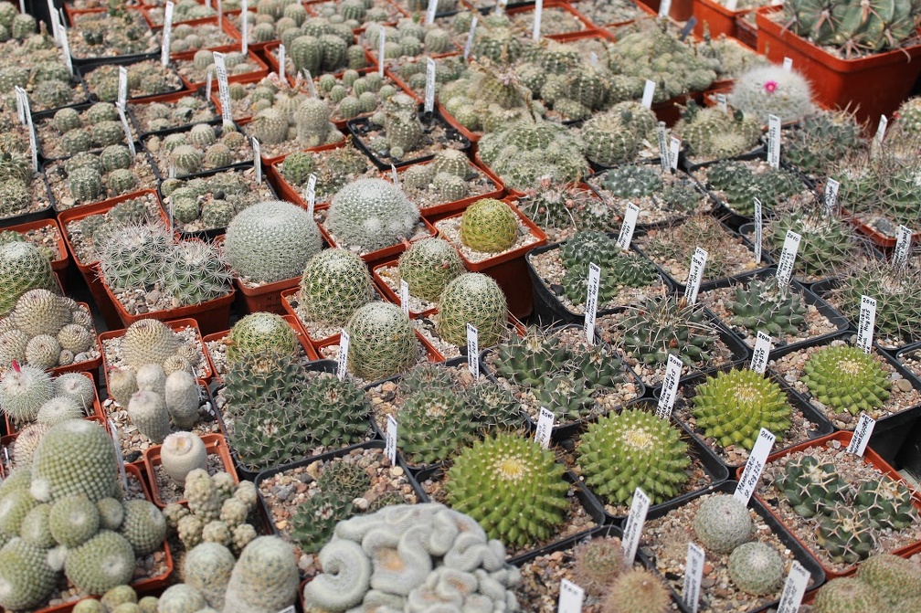 Коллекция Дмитрия Самогородского (г. Кременчуг)