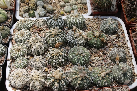 Коллекция Дмитрия Самогородского (г. Кременчуг)