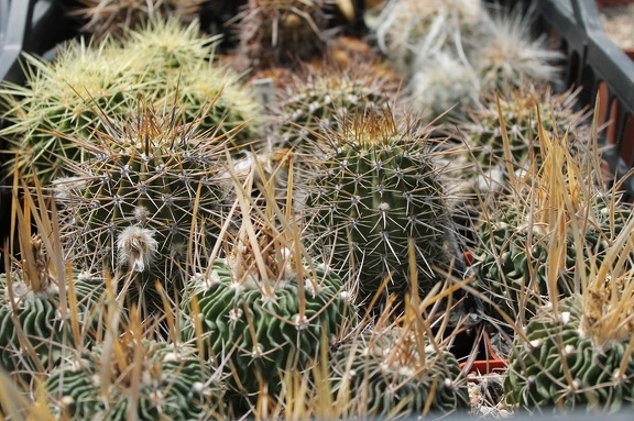 Коллекция Дмитрия Самогородского (г. Кременчуг)